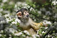 Squirrel monkey youngster (saimiri)