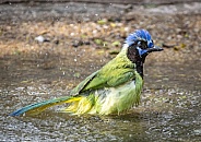 Green Jay