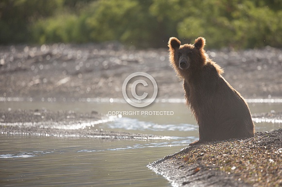 Brown Bear Brown Bear
