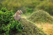 Leopard resting on mound