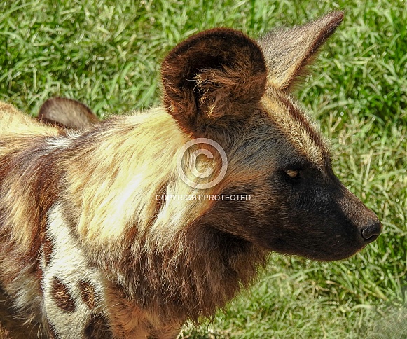 African Wild Dog