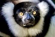 Ruffed Lemur Portrait