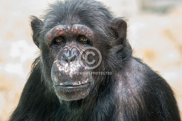 Western chimpanzee