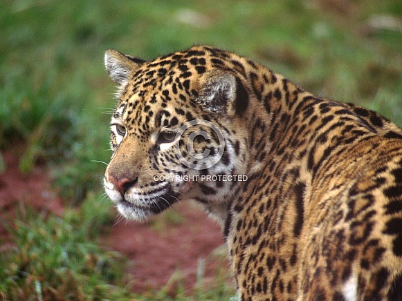 Jaguar