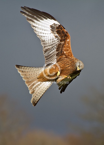 Wild Red Kite in Flight