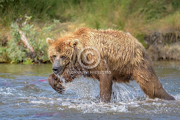 Brown Bear