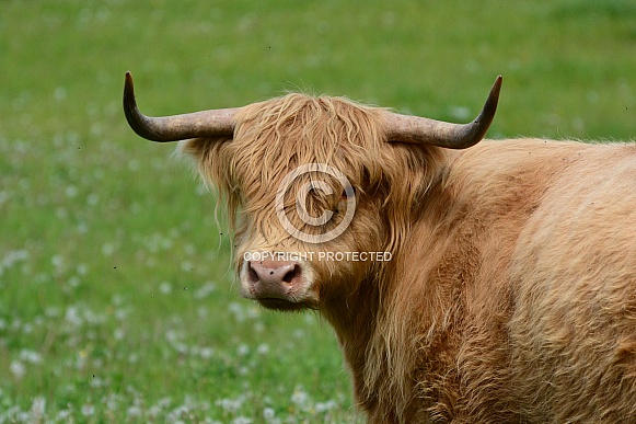Highland Cattle