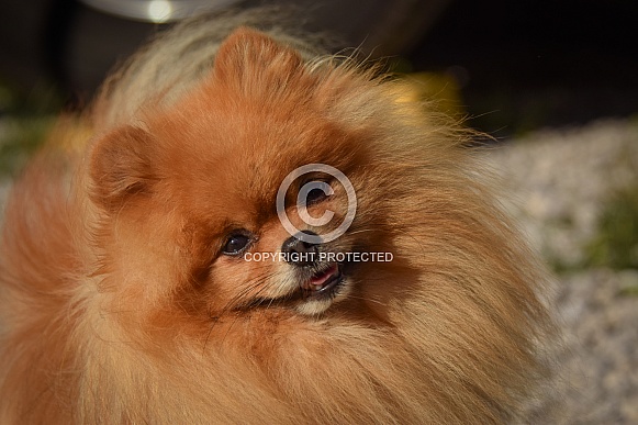 German Spitz