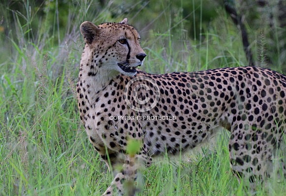 Cheetah