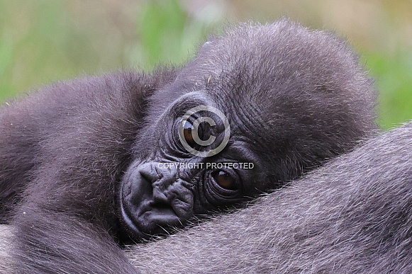 Western Lowland Gorilla (Gorilla Gorilla Gorilla)