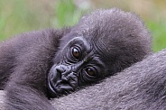 Western Lowland Gorilla (Gorilla Gorilla Gorilla)