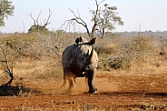Storming Rhino