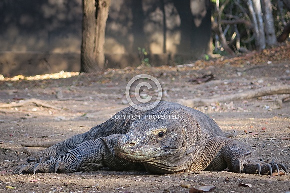 Komodo Dragon