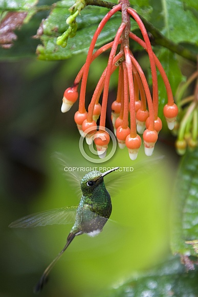 Booted Racket-tail Hummingbird - Ecuador
