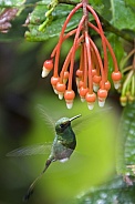 Booted Racket-tail Hummingbird - Ecuador