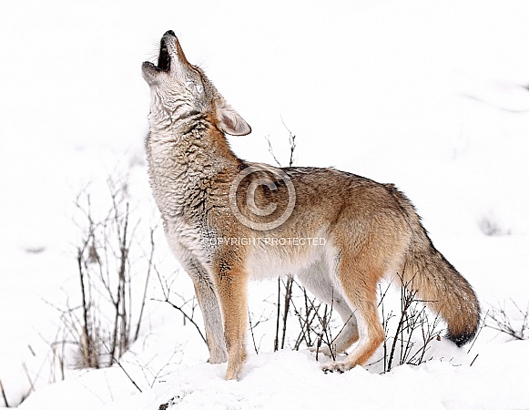 Coyote Coyote