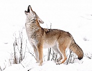 Coyote