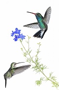 Broad-billed hummingbirds