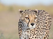 Cheetah