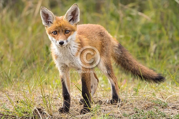 Young red fox cub in nature Young red fox cub in nature