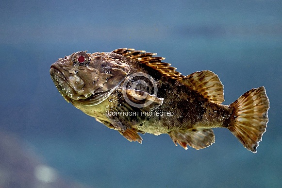 Shorthorn sculpin (Myoxocephalus scorpius)