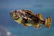 Shorthorn sculpin (Myoxocephalus scorpius)