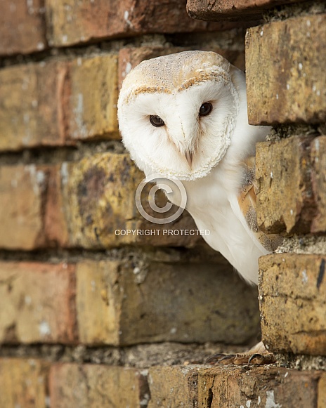 European Barn Owl Portrait in Wall