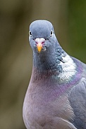 common wood pigeon (Columba palumbus)