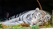 White tiger resting