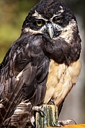 Spectacled Owl