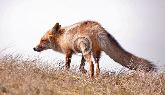 Red Fox