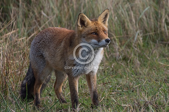 Red Fox