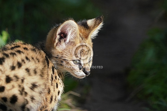 Serval