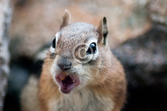 Golden-Mantled Ground Squirrel (wild) Golden-Mantled Ground Squirrel (wild)