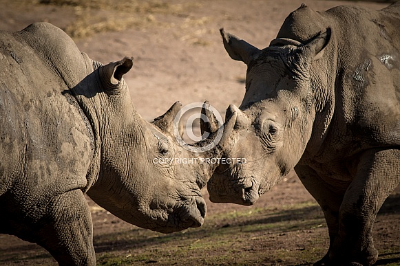 Rhinos Rhinos