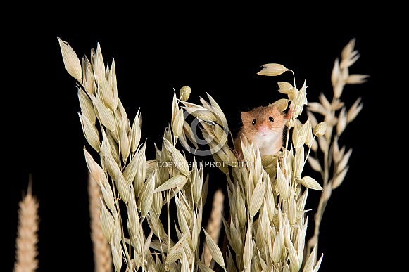 Harvest Mouse