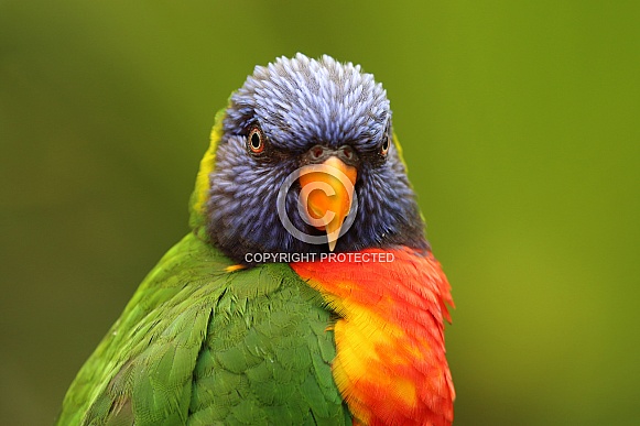 Rainbow lorikeet (Trichoglossus moluccanus) Rainbow lorikeet (Trichoglossus moluccanus)
