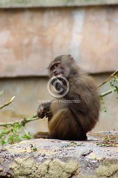 Hamadryas Baboon Hamadryas Baboon