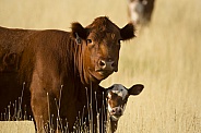 Cow and Calf