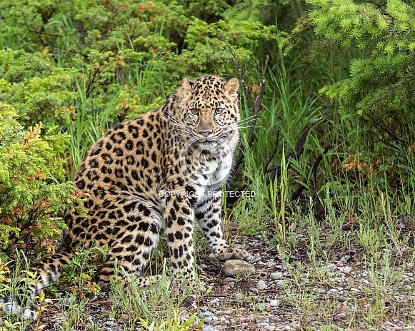 Juvenile Amur Leopard in Montana