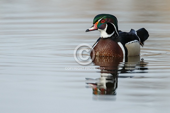 The wood duck or Carolina duck (Aix sponsa)