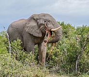 African Elephant eating