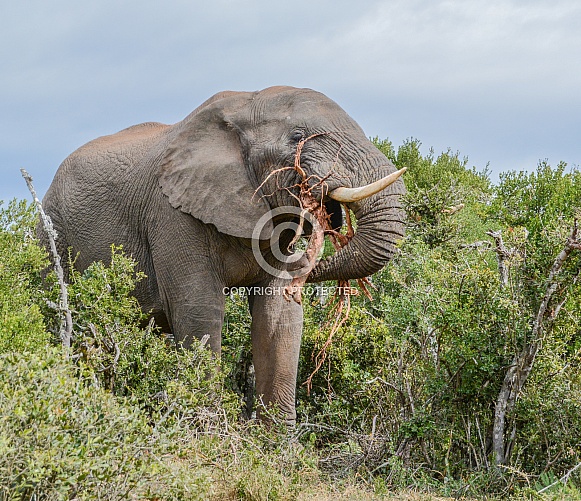 African Elephant eating