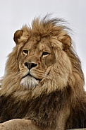 African Lion