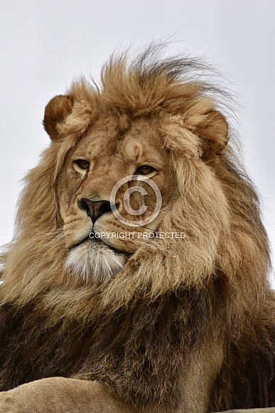 African Lion