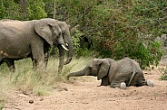 Elephants mucking about!