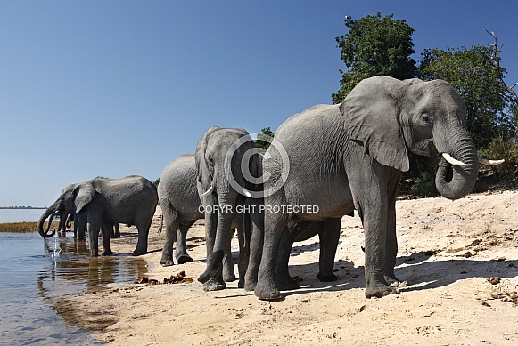 African Elephants (Loxodonta africana) African Elephants (Loxodonta africana)