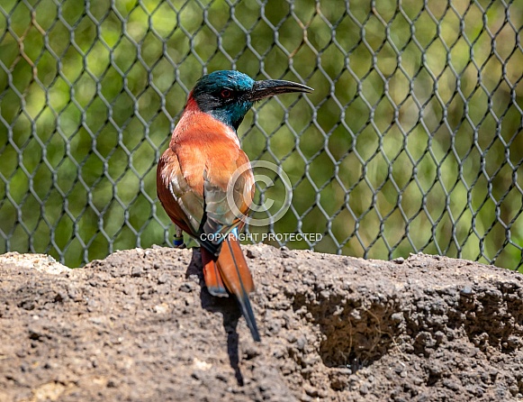 Bee Eaters