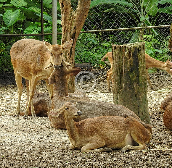 Javan Deer