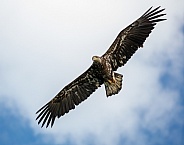 Immature bald eagle flying against the blue sky and clouds